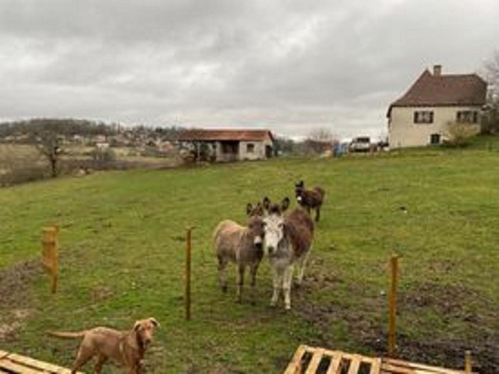 Pelerin - 